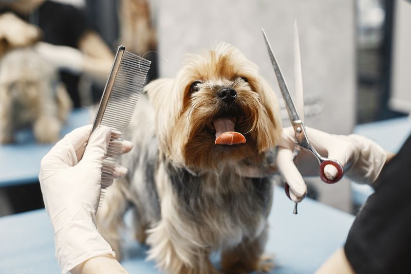 Professional dog grooming session
