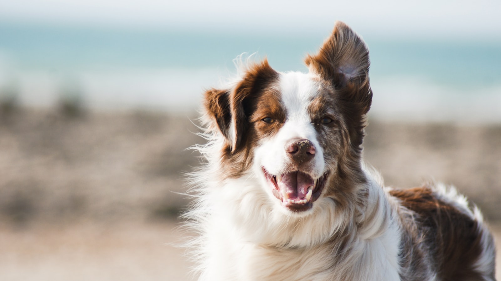 Happy well-groomed dog in a natural outdoor setting
